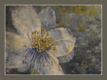 Iwona Piszczelska - Makrokwiat I - akryle/tektura -18x24