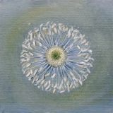 Iwona Piszczelska - Kwiaty z Walewic - akwarela - 20x20