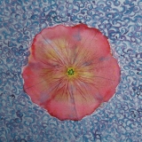 Iwona Piszczelska - Kwiaty z Walewic - akwarela - 20x20